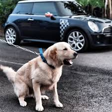 mini with dog biz